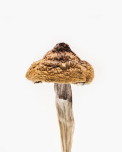African Aphrodisiac B+ Magic Mushroom