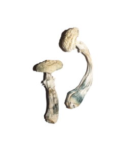 Buy White Albino Avery Magic Mushroom