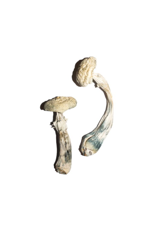 Buy White Albino Avery Magic Mushroom