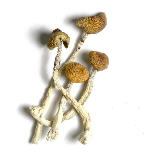 Aztec Gods Magic Mushroom