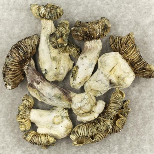 White Burma Magic Mushrooms